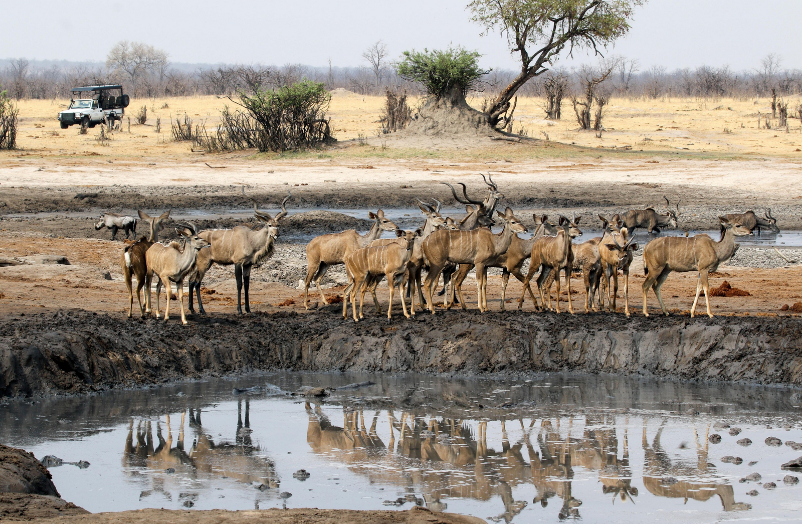 Imvelo Safaris Imvelo Safaris: Kudu Herde an Wasserloch