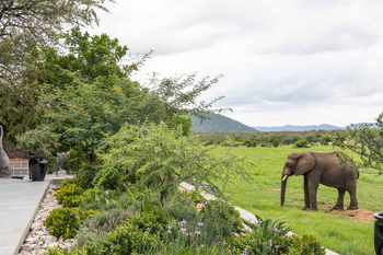 Jamala Madikwe: Elefant grasend neben luxuriöser Patio-Fläche