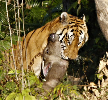 Königstiger mit erbeutetem, wilden Wasserbüffelkalb in Kaziranga