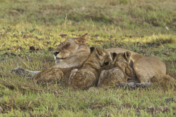 Konkamoya Lodge: Stillende Löwin