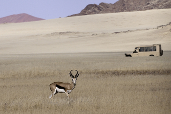 Kulala Desert Lodge: Impala und Landschaft