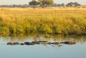 Lagoon Camp Lagoon Camp: Hippos