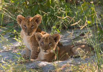 Lebala Camp Lebala Camp: Löwenbabies