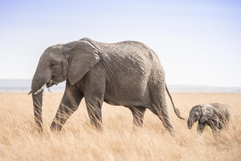 Little Governors' Camp: Baby Elephant