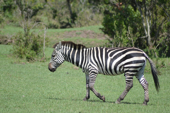 Losokwan Luxury Tented Camp: Zebra seitlich