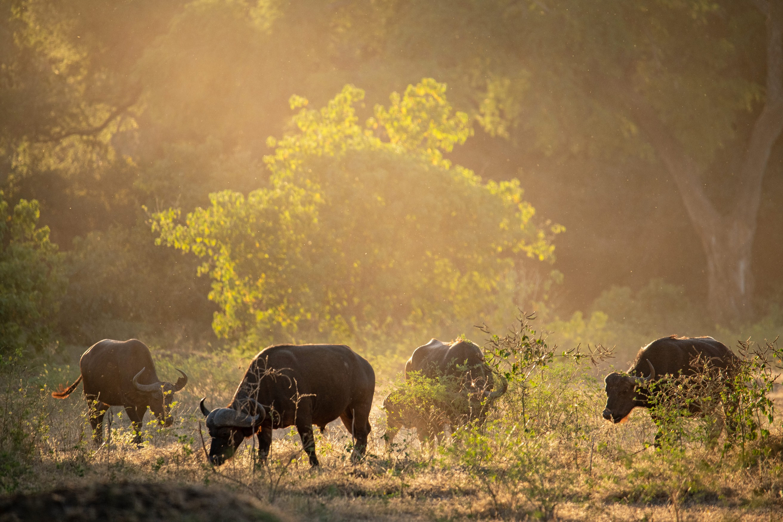 Mana River Camp Mana River Camp: Büffel