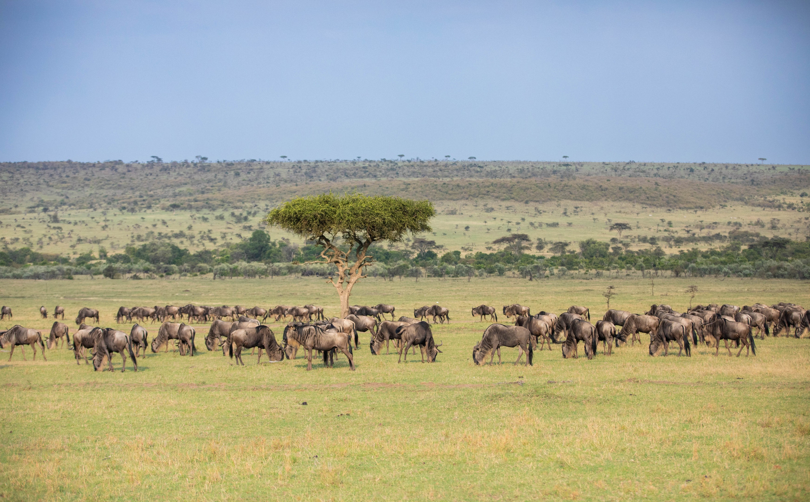Mara Plains Camp Mara Plains Camp: Gnus und Akazie