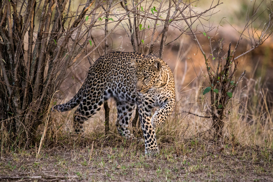 Mara Toto Tree Camp