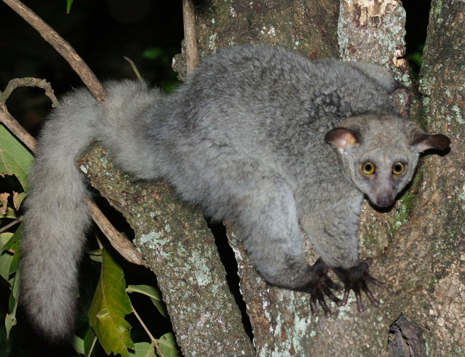 Mihingo Lodge Mihingo Lodge: Bush Baby