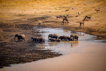 Mkomazi Wilderness Retreat: Elefanten beim Schlammbad am Wasserloch
