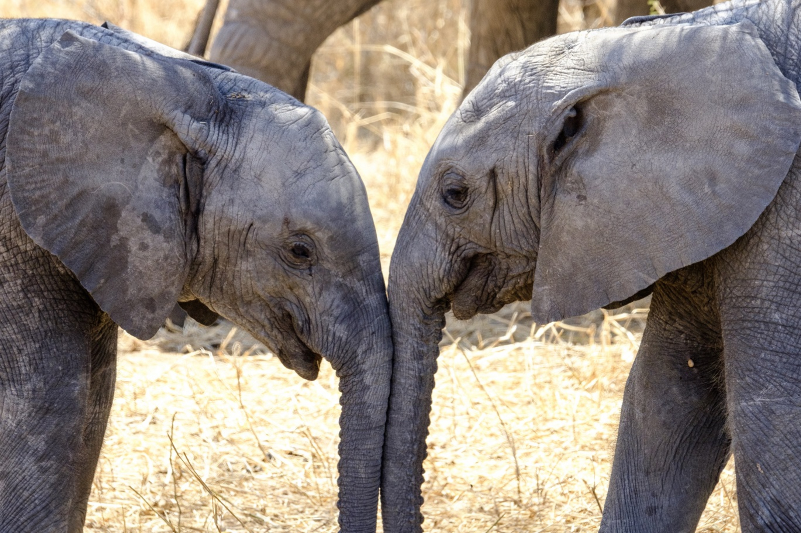 Naona Moru Camp Naona Moru Camp: Elefantenkinder