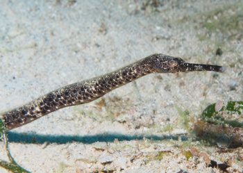 Nuarro Lodge: Pipe Fish