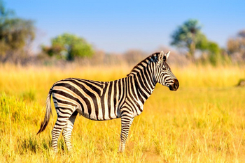 Oddballs' Enclave Camp: Zebra