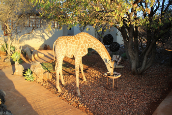 Okutala Lodge: Giraffe an der Vogeltränke