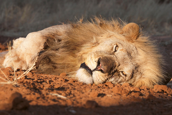 Old Traders Lodge: Müder Löwe