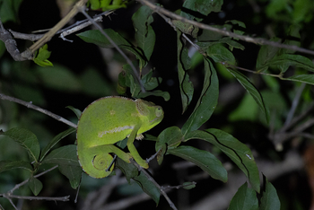 Olkeri Camp: Chamäleon