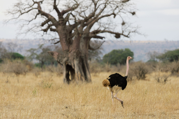 Olkeri Camp: Strauß