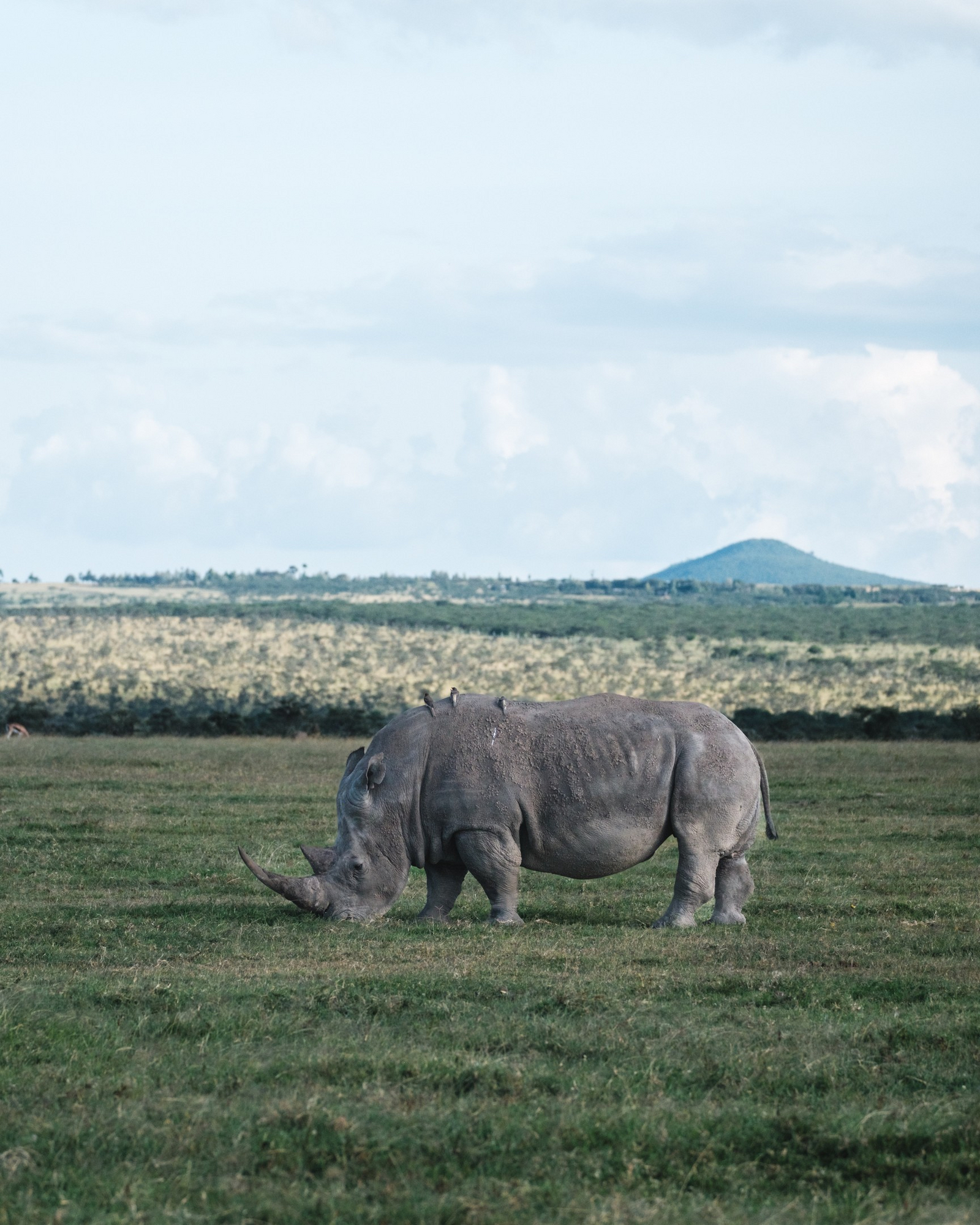 Porini Rhino Camp Porini Rhino Camp: Grasendes Nashorn