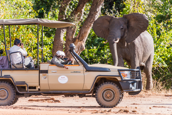 Royal Zambezi Lodge: Elefant