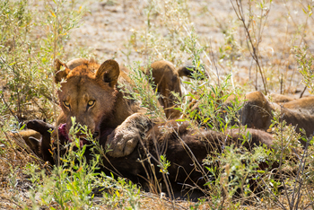 Selinda Explorers Camp Selinda Explorers Camp: Löwe mit Beute