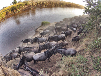 Serian Serengeti Lamai: Migration Crossing