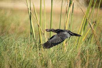 Setari Camp: Kormoran