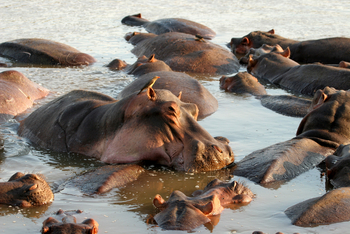 Shenton Safaris: Hippo Hide