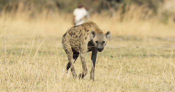 Shinde Footsteps Shinde Footsteps: Hyäne
