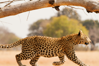 Shinde Lodge Shinde Lodge: Junger Leopard