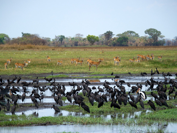 Shumba Camp Shumba Camp: Klaffschnabelstörche