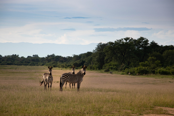 Sungani Lodge Sungani Lodge: Zebras am Airstrip