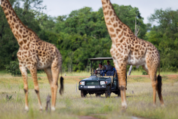 Time + Tide South Luangwa Time + Tide South Luangwa: Game Drives