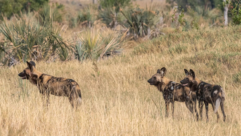 Xigera Safari Lodge Xigera Safari Lodge: Wildhunde