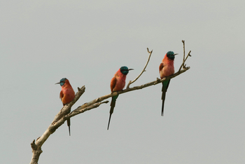 Anyadwe House: Karminspinte