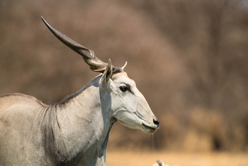 Dinaka Lodge: Elenantiliopen