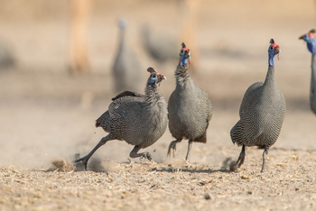Dinaka Lodge: Helmperlhühner