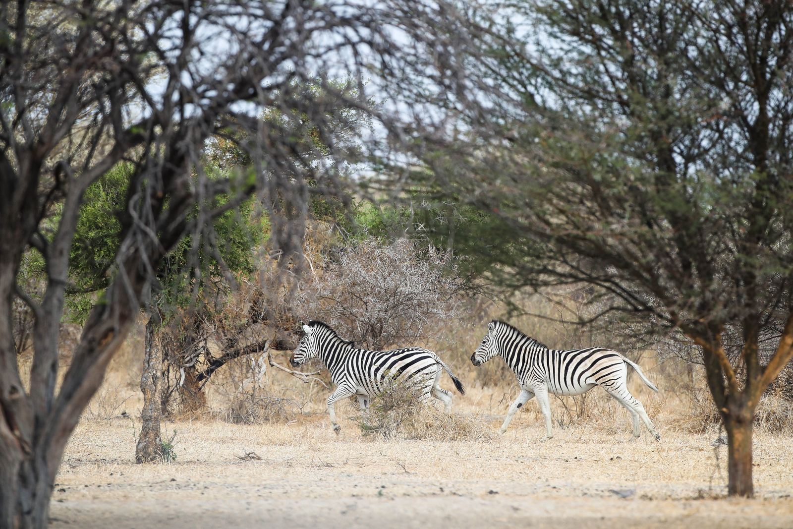 Dinaka Lodge Dinaka Lodge: Zebras