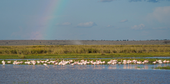Elewana Tortilis Camp: Flamingos im seichten Wasser