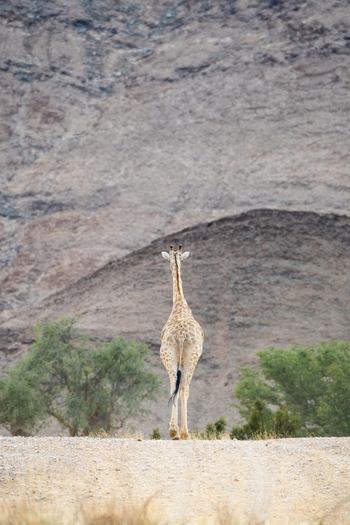 Hoanib Valley Camp Hoanib Valley Camp: Backside Giraffe