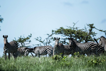 Ila Safari Lodge Ila Safari Lodge: Zebras