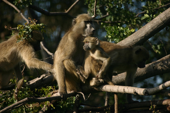 Macatoo Camp: Paviane