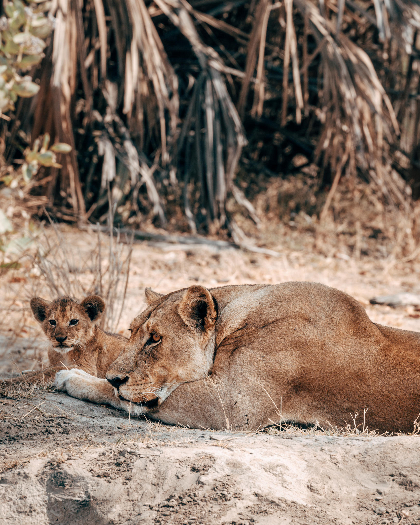 Mbali Mbali Katavi Camp Mbali Mbali Katavi Camp: Löwin mit Baby