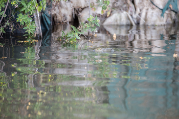 Mvuu Lodge: Krokodilaugen