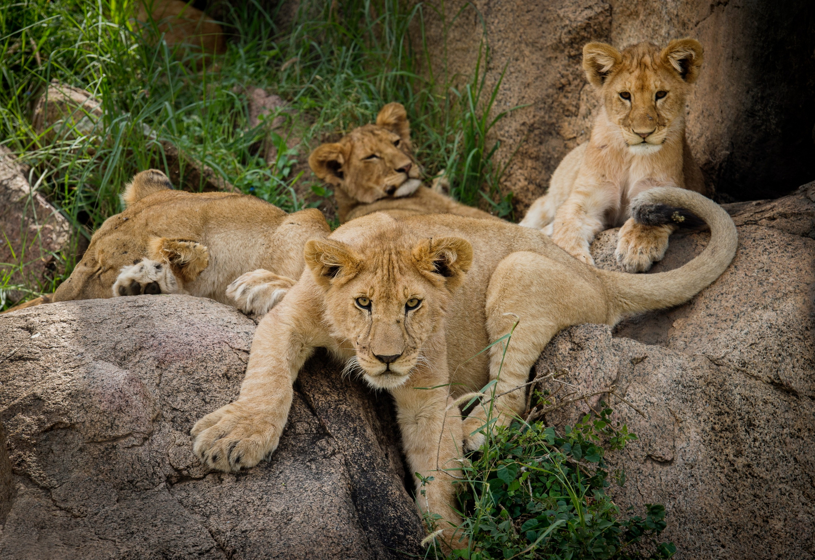 Namiri Plains Camp Namiri Plains Camp: Junge Löwen