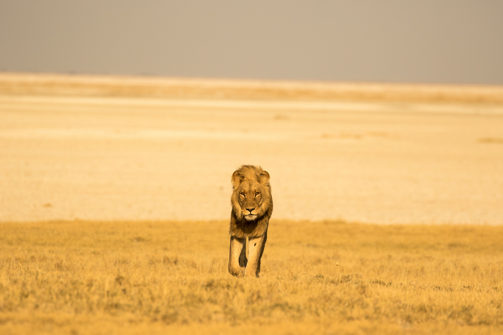 Camp Kalahari Camp Kalahari: Einsamer Löwe