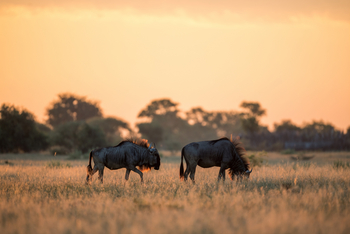 Camp Kalahari Camp Kalahari: Zwei Gnus