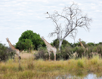 North Island Okavango Camp North Island Okavango Camp: Giraffen