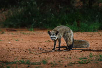 Old Traders Lodge: Löffelhund