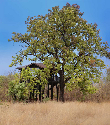 Pench Tree Lodge Pench Tree Lodge: Tree House