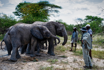 Semowi Nature Camp: Elephant Havens